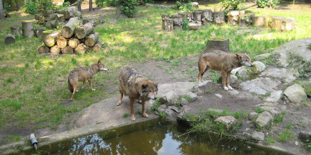 В немецком зоопарке из-за кризиса будут скармливать одних животных другим - ruposters.ru - Германия