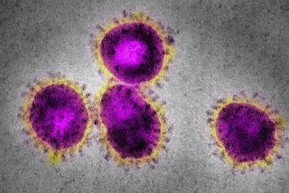 Опровергнут миф об источнике коронавирусов - lenta.ru - Шотландия