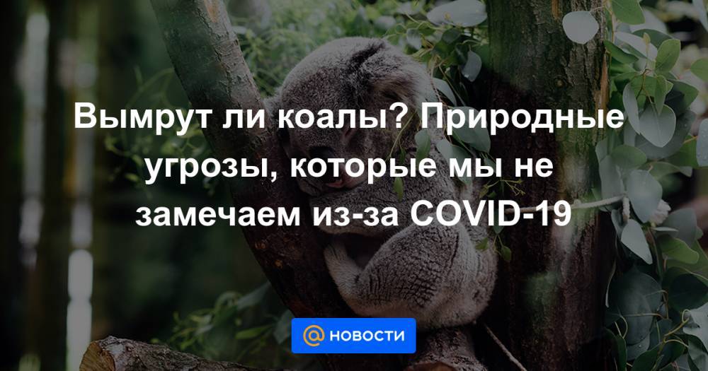 Вымрут ли коалы? Природные угрозы, которые мы не замечаем из-за COVID-19 - news.mail.ru