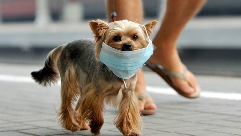 Ветеринары посоветовали не надевать маску на собаку во время прогулки - newizv.ru - Нью-Йорк