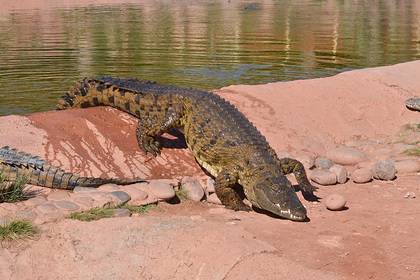 Крокодилы осмелели и стали захватывать опустевшие пляжи - lenta.ru - Мексика