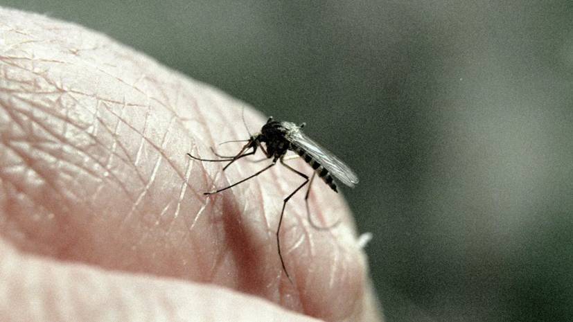 Александр Гинцбург - Эпидемиолог рассказал, могут ли насекомые стать переносчиками коронавируса - russian.rt.com