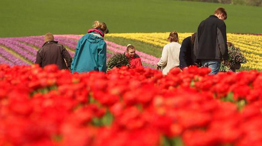 ФОТОФАКТ: Бескрайние поля тюльпанов в Германии - belta.by - Германия - Минск