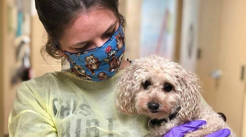 Собака ищет новую семью после смерти двух хозяев из-за коронавируса - usa.one - штат Нью-Джерси