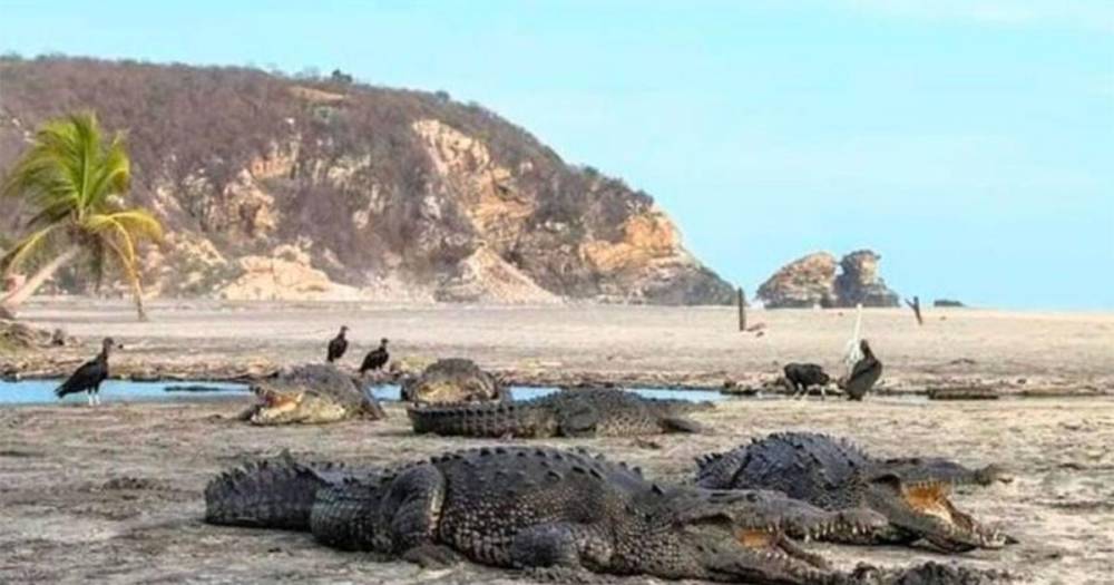 Крокодилы захватывают опустевшие из-за коронавируса пляжи в Мексике - ren.tv - Mexico