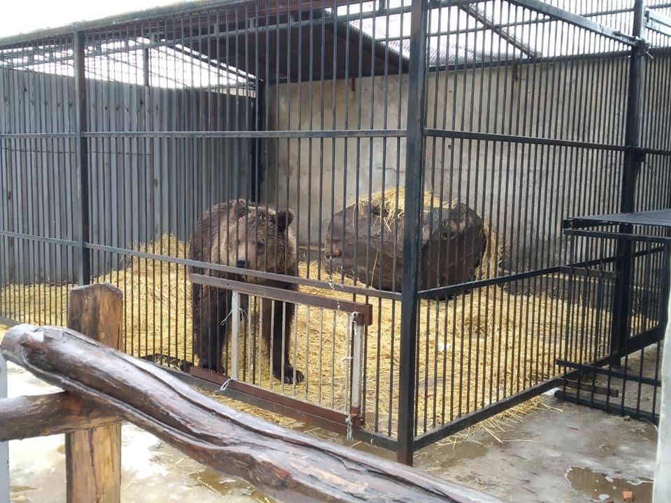 Зоозащитная организация просит помощи в перевозке медведей из Васильевки - inform.zp.ua - Житомир