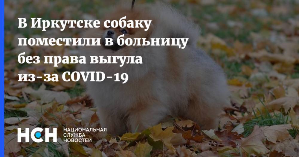 В Иркутске собаку поместили в больницу без права выгула из-за COVID-19 - nsn.fm - Таиланд - Иркутск