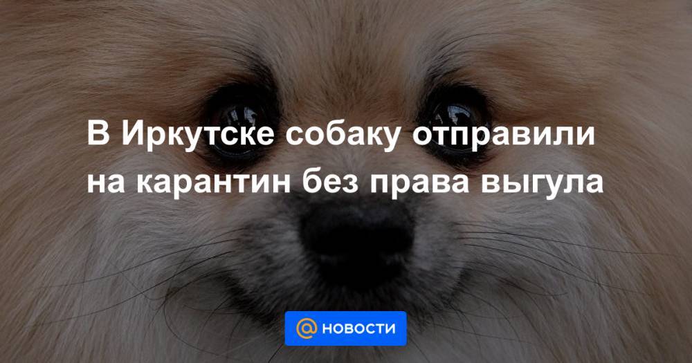 В Иркутске собаку отправили на карантин без права выгула - news.mail.ru - Красноярск - Таиланд - Иркутск