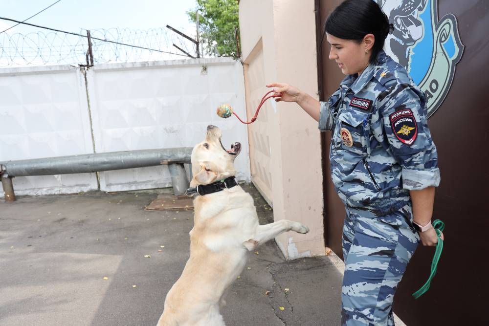 Кинологи дали советы по выгулу собак во время пандемии коронавируса - vm.ru - Россия - Москва