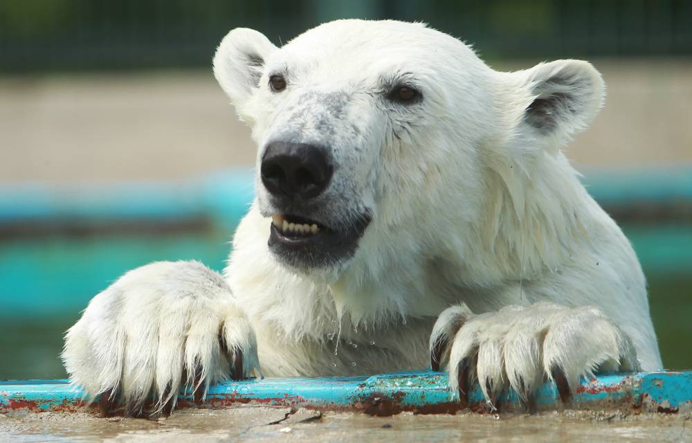 Работники немецкого зоопарка прокомментировали слухи об усыплении животных - vm.ru - Германия