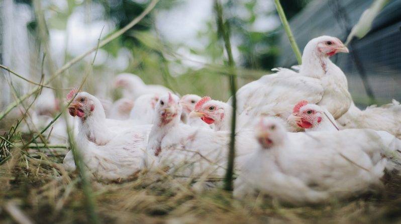 Фермам придется убить 2 миллиона цыплят из-за нехватки работников в кризис коронавируса - usa.one - Сша - штат Мэриленд - state Delaware
