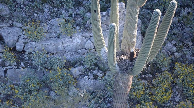 Впервые белоголовые орланы поселились на гигантском кактусе Сагуаро в Аризоне (фото) - usa.one - штат Аризона