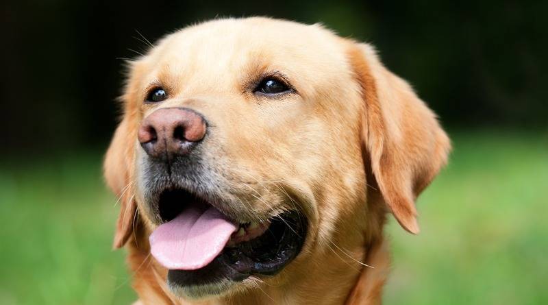 Собаки, вероятно, могут «унюхать» людей с коронавирусом – даже если у них нет симптомов - usa.one - Лондон