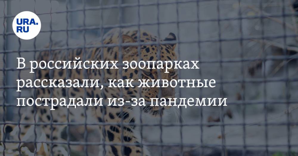 В российских зоопарках рассказали, как животные пострадали из-за пандемии - ura.news