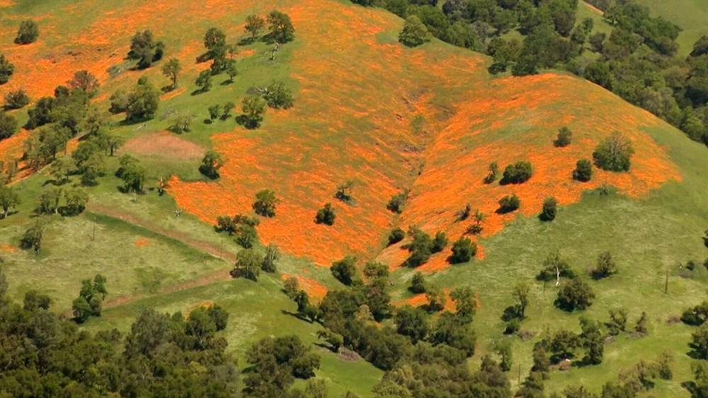 В США никто не приехал посмотреть на цветущие маковые поля - tvc.ru - Сша - штат Калифорния