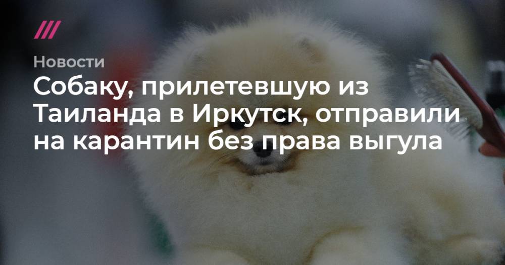 Собаку, прилетевшую из Таиланда в Иркутск, отправили на карантин «без права выгула» - tvrain.ru - Красноярск - Таиланд - Иркутск