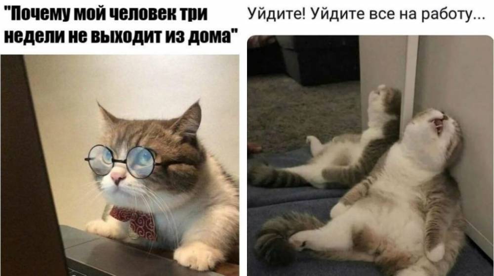 Подборка веселых мемов о котах, которых уже достал этот карантин! - e-w-e.ru