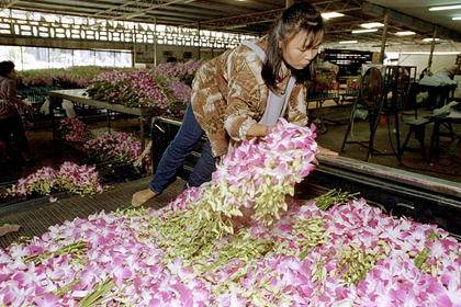 Миллионы орхидей уничтожили из-за пандемии коронавируса - lenta.ru - Сша - Таиланд