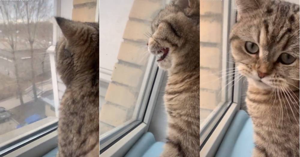 Видео: Скучающая по улице кошка стала символом самоизоляции - ren.tv