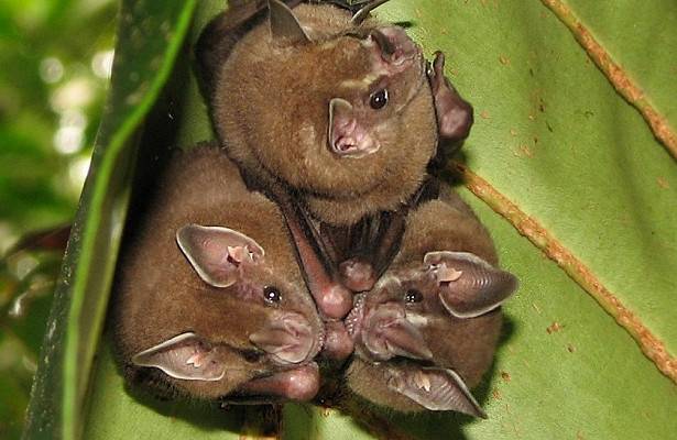 Летучие мыши оказались разносчиком вируса, убивающего коал — ученые - newtvnews.ru - Германия - Австралия - Сингапур