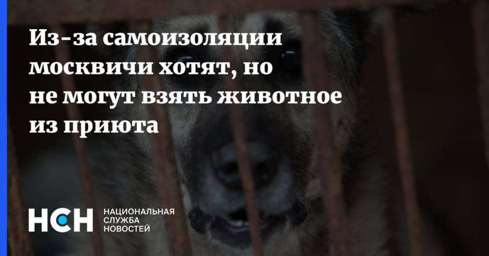 Из-за самоизоляции москвичи хотят, но не могут взять животное из приюта - nsn.fm - Москва