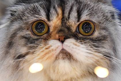 Названо самое уязвимое к коронавирусу домашнее животное - lenta.ru