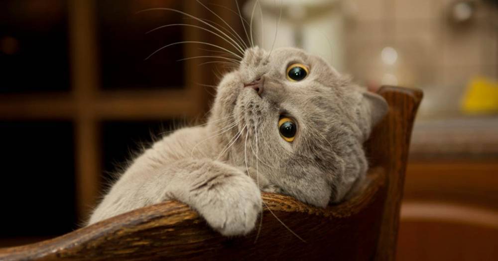Кошка в Ухане осталась на 40 дней одна дома и родила котят - ren.tv - Китай - Ухань