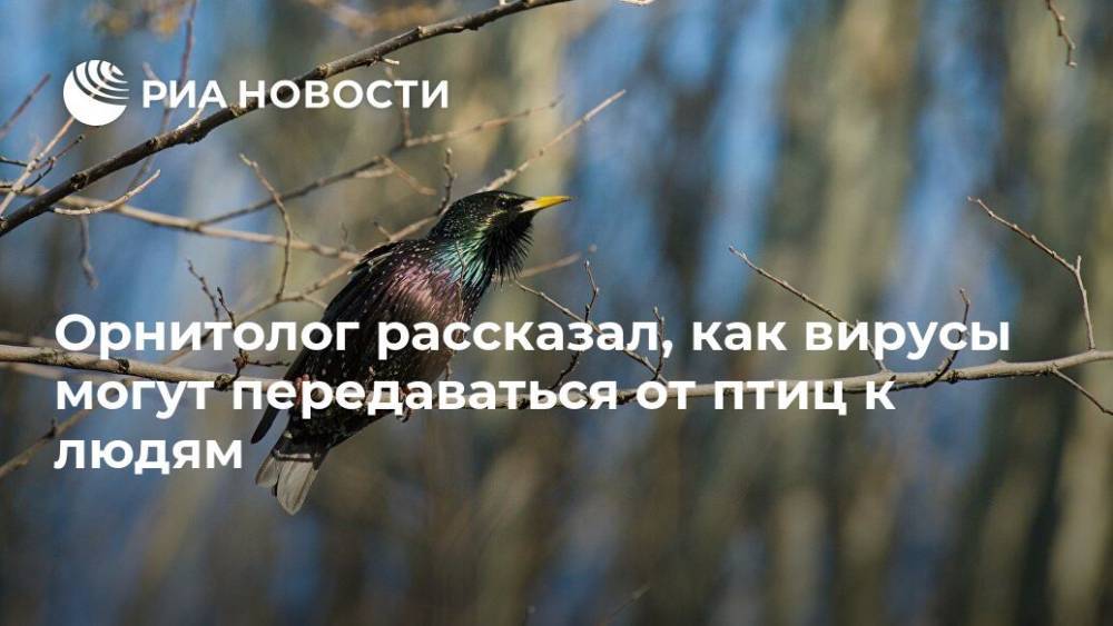 Игорь Карякин - Орнитолог рассказал, как вирусы могут передаваться от птиц к людям - ria.ru - Россия - Москва