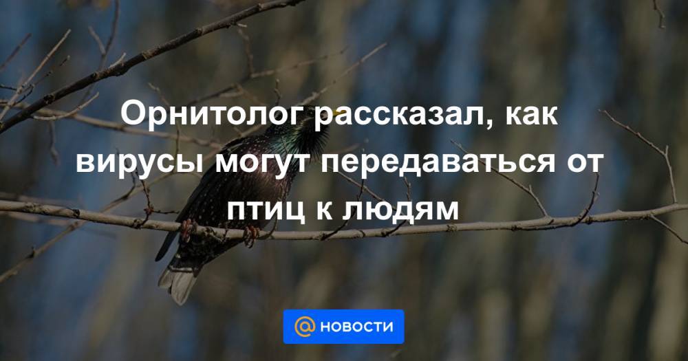 Орнитолог рассказал, как вирусы могут передаваться от птиц к людям - news.mail.ru
