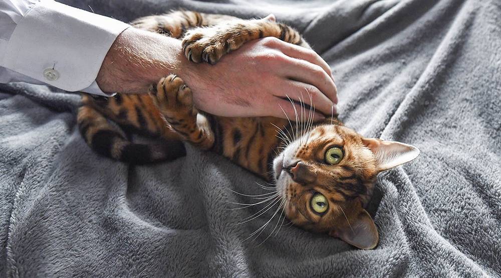 Кошек признали самым уязвимым для коронавируса домашним животным - tvc.ru