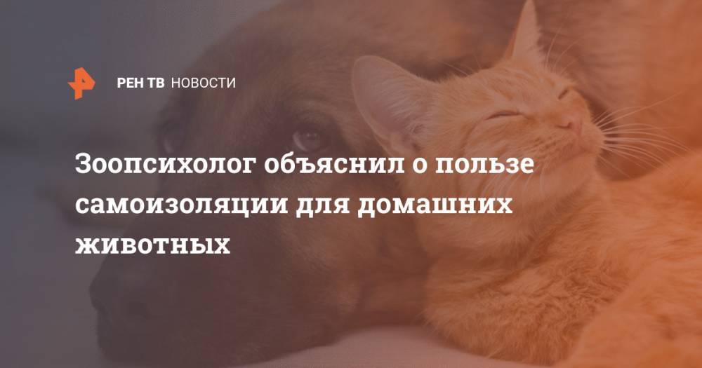 Зоопсихолог объяснил о пользе самоизоляции для домашних животных - ren.tv - Москва