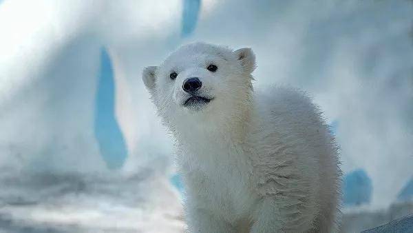 Подопечные "Роснефти" - белые медведи зоопарка «Орто Дойду» покажут своего новорожденного медвежонка в режиме он-лайн - nakanune.ru