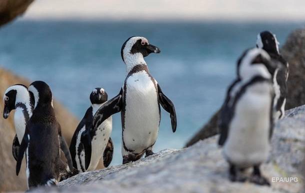 Пингвины разгуливают по опустевшему Кейптауну - korrespondent.net - Юар - Кейптаун