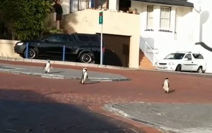 Беззаботные пингвины гуляют по пустым из-за карантина улицам в ЮАР – видео - sputnik.by - Юар - Кейптаун