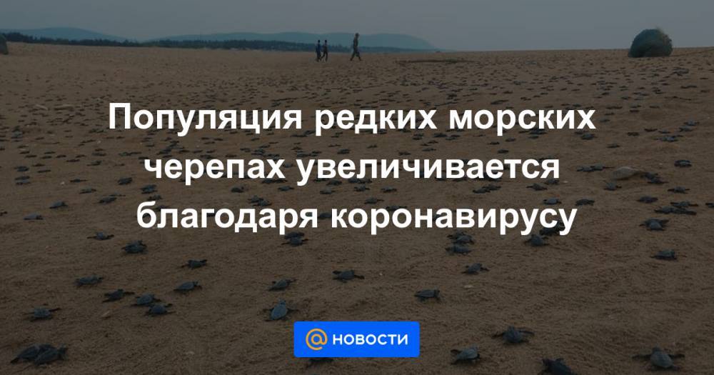 Популяция редких морских черепах увеличивается благодаря коронавирусу - news.mail.ru - штат Калифорния
