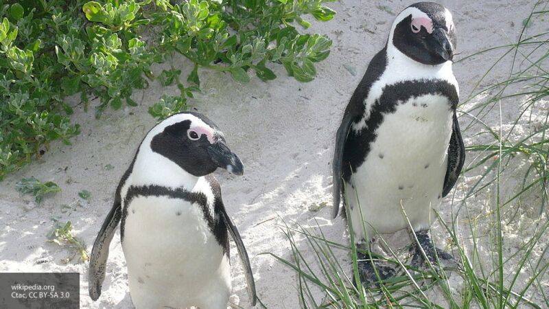 Троица пингвинов прогулялась по улицам Кейптауна и попала на видео - nation-news.ru - Кейптаун