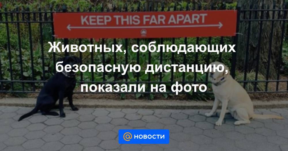 Животных, соблюдающих безопасную дистанцию, показали на фото - news.mail.ru