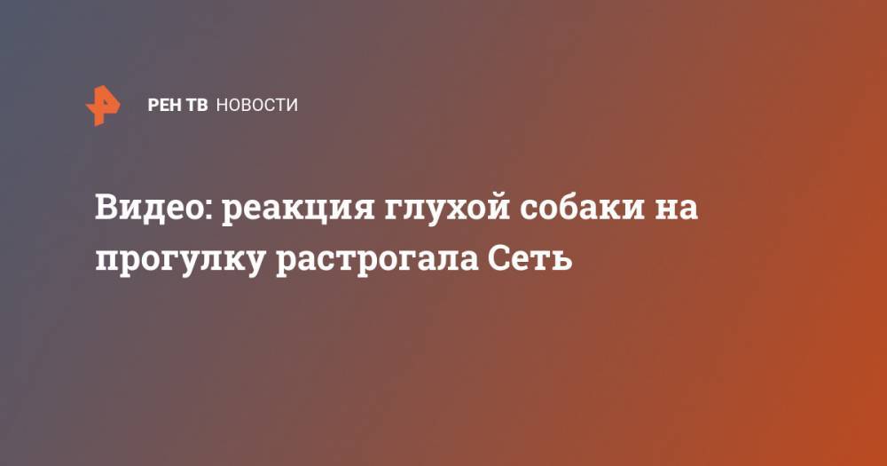 Видео: реакция глухой собаки на прогулку растрогала Сеть - ren.tv