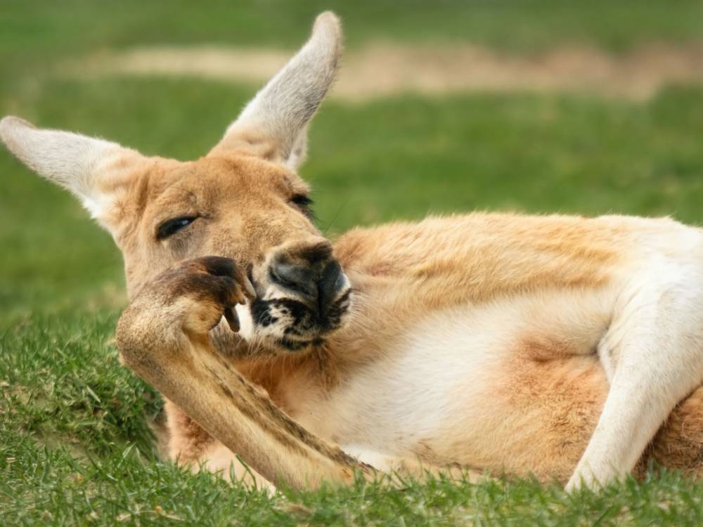 В городах Австралии из-за карантина появились кенгуру - gordonua.com - Украина - Австралия - Аделаида