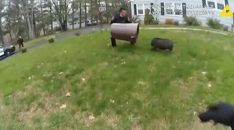 В США полицейские 45 минут гонялись за сбежавшей свиньей, пытаясь поймать ее мусорным ведром (видео) - usa.one - Сша - штат Коннектикут