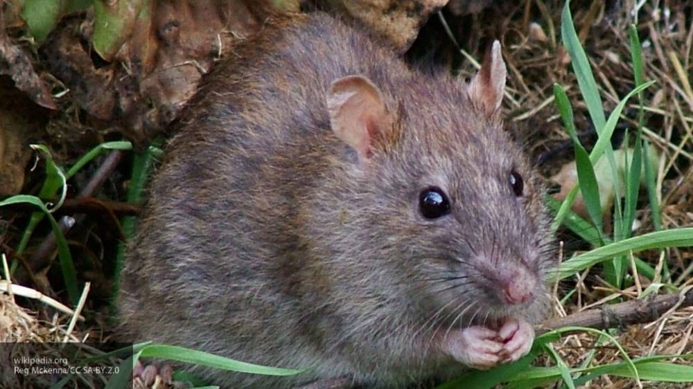 Биолог прокомментировал вероятность появления крыс-каннибалов в городах России в пандемию - politexpert.net - Россия