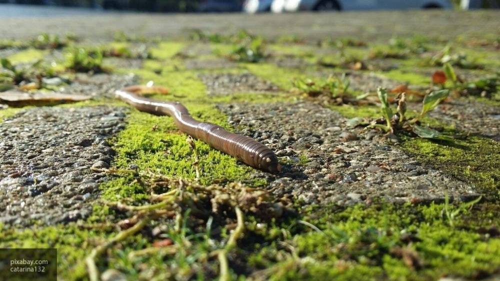 Взрослые особи нематодных червей самоликвидируются для развития колонии - nation-news.ru