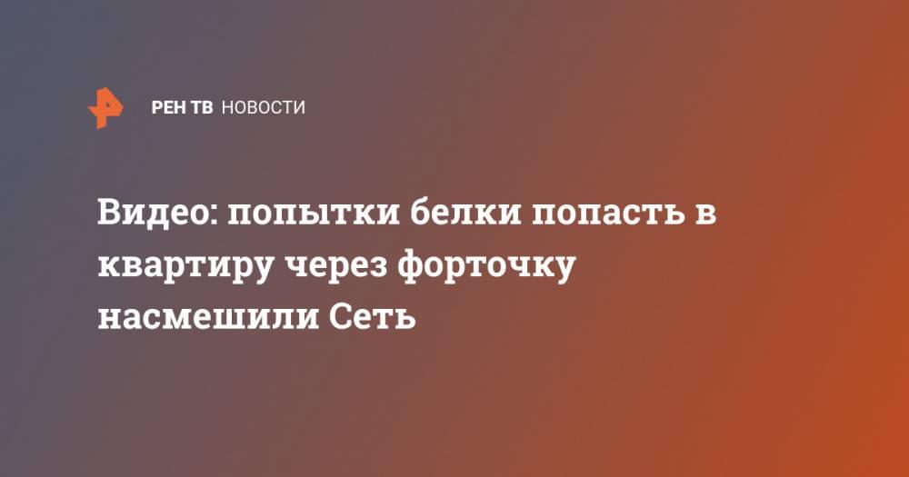 Попытки белки попасть в квартиру через форточку насмешили Сеть - ren.tv