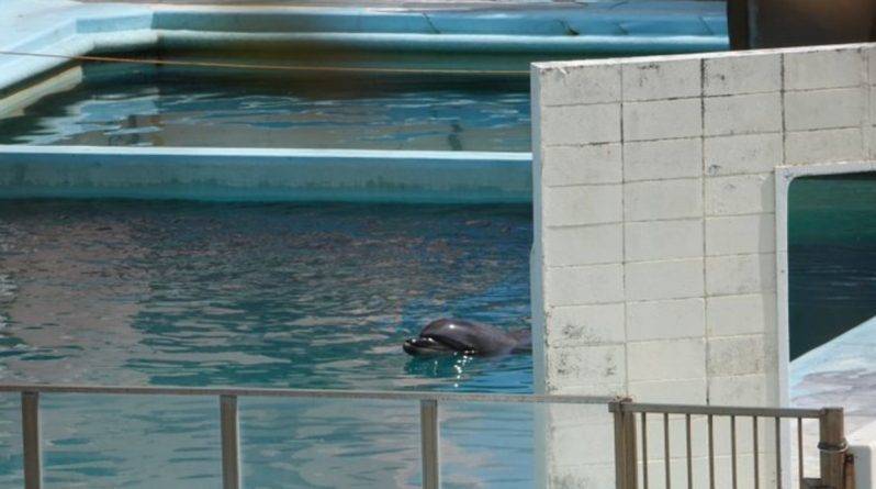 Самка дельфина умерла в полном одиночестве в крошечном бассейне после закрытия океанариума в Японии - usa.one - Сша - Япония - Токио - Japan