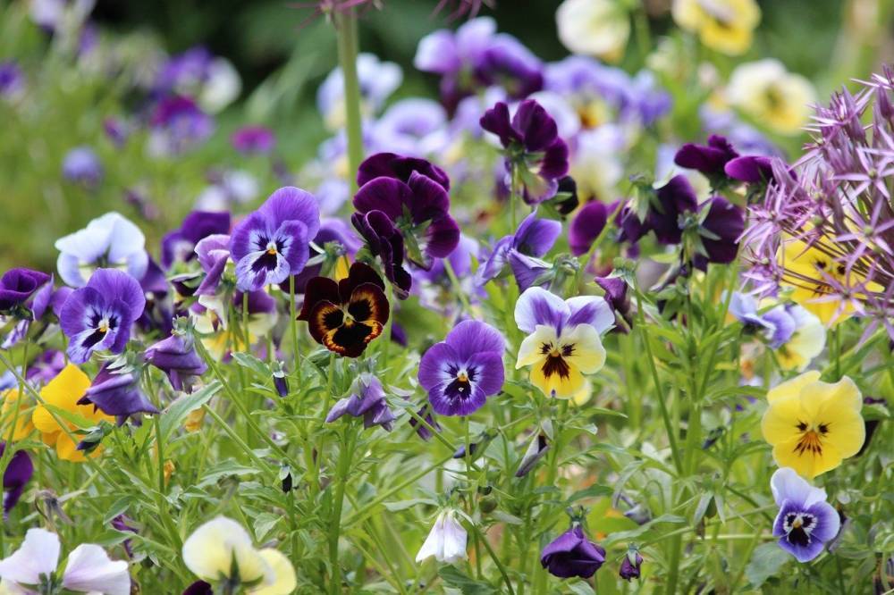 В Запорожье высадят четыре тысячи цветов “анютины глазки” - inform.zp.ua - Запорожье