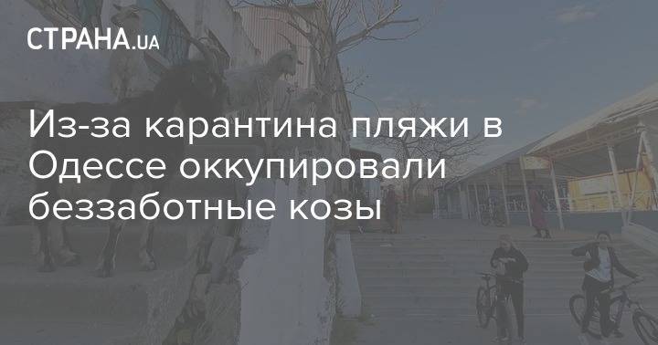 Из-за карантина пляжи в Одессе оккупировали беззаботные козы - strana.ua - Одесса