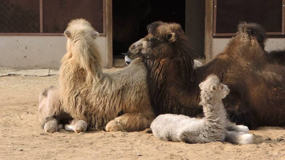 Первый месяц жизни в Московском зоопарке отметили двое верблюжат. - riafan.ru