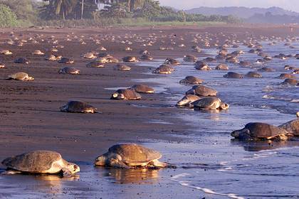 Редкие виды черепах заполнили пустующие туристические пляжи в Таиланде - lenta.ru - Таиланд