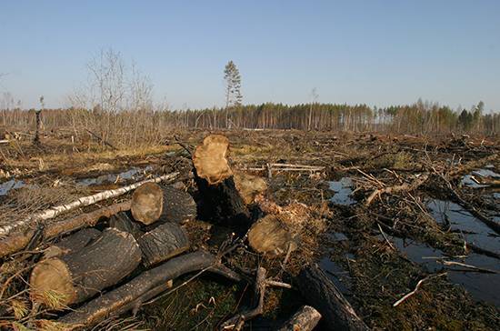 В Госдуме планируют разработать меры поддержки лесной промышленности и аквакультуры - pnp.ru