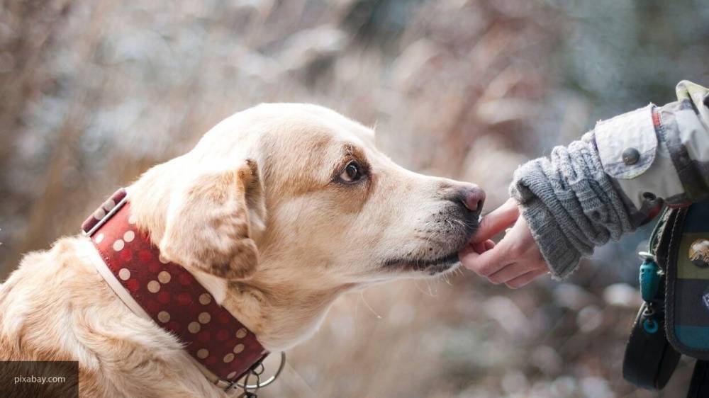 Кинолог Голубев предположил, что собака может распознать COVID-19 по запаху - inforeactor.ru - Россия - Лондон